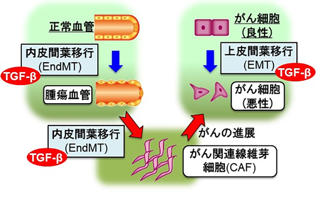 腫瘍組織における血管内皮細胞からの因子により、がんが進展するしくみを解明