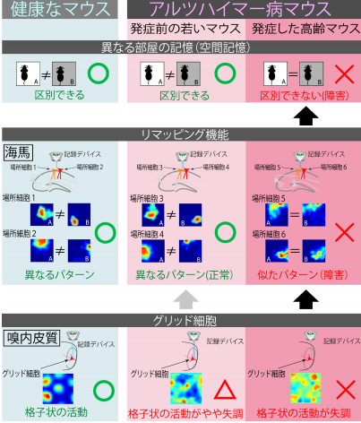 アルツハイマー病における空間記憶障害の原因を解明 ～認知症患者の徘徊予防へ向けて～
