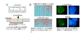 先天性下垂体機能低下症の症例で新たな遺伝子変異を同定