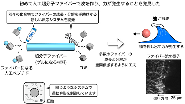離合集散する分子の波が生み出す力を計測～形状や性質が自律変化する材料開発に期待～