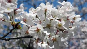 パンデミック時の遠隔医療利用における人種的・民族的格差は継続する(Racial and Ethnic Disparities in Telemedicine Usage Persist During Pandemic)