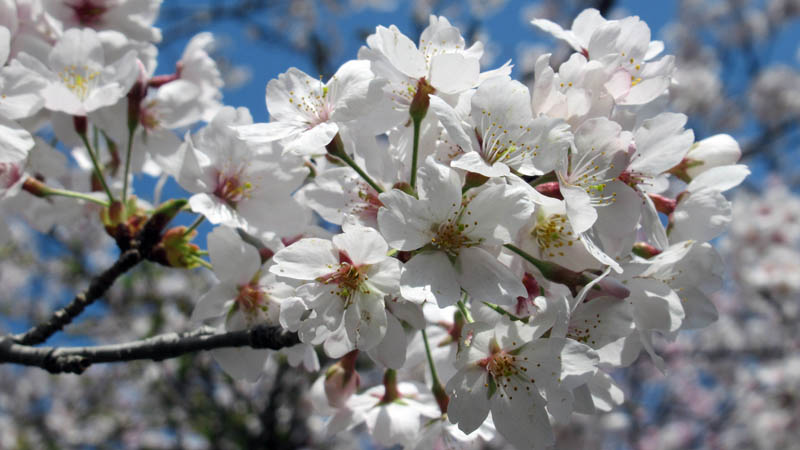 COVID-19を維持するためには、定期的なブースターが必要になりそうです。(Keeping COVID-19 in check likely to require periodic boosters)