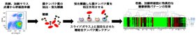 皮膚が老化すると「幹細胞の顔」が変わる！～加齢に伴う皮膚幹細胞の糖鎖変化の解析に成功～