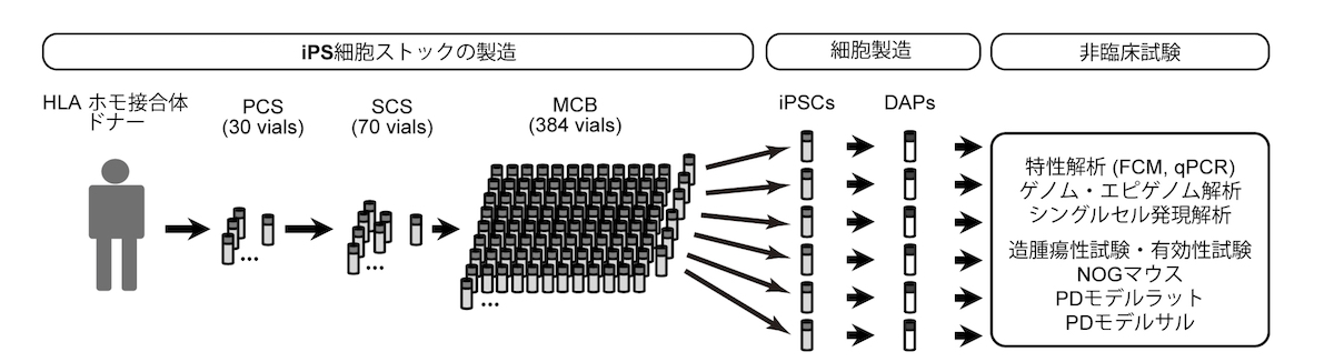 臨床用iPS細胞を用いたパーキンソン病治療の非臨床研究を実施