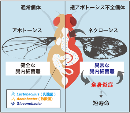 全身炎症を蔓延させる、腸内フローラの知られざる影響