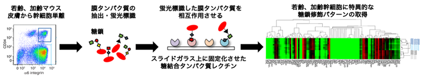 皮膚が老化すると「幹細胞の顔」が変わる！～加齢に伴う皮膚幹細胞の糖鎖変化の解析に成功～