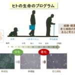 細胞老化を防ぐ酵素「NSD2」を発見~老化をコントロールできる時代に向けて~ 細胞老化を防ぐ酵素「NSD2」を発見~老化をコントロールできる時代に向けて~