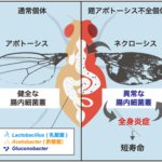 全身炎症を蔓延させる、腸内フローラの知られざる影響