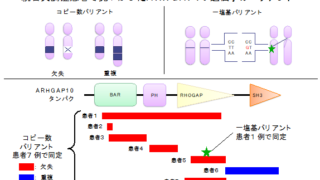 ゲノム解析により統合失調症の発症に強く関連する遺伝子変異を発見！