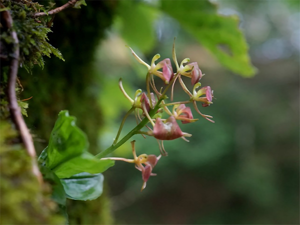 芦生研究林で絶滅危惧植物のフガクスズムシソウを発見