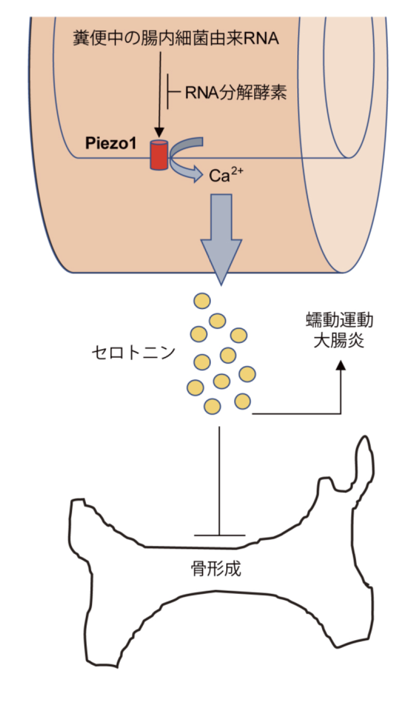 腸内細菌物質が腸のはたらきと骨形成を制御する仕組みを発見 腸内細菌物質が腸のはたらきと骨形成を制御する仕組みを発見