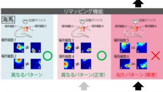 アルツハイマー病における空間記憶障害の原因を解明 ～認知症患者の徘徊予防へ向けて～