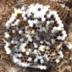 3密避けられぬスズメバチ 女王の多回交尾は病気を防ぐ進化の結果か