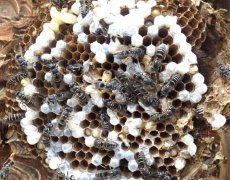 3密避けられぬスズメバチ 女王の多回交尾は病気を防ぐ進化の結果か