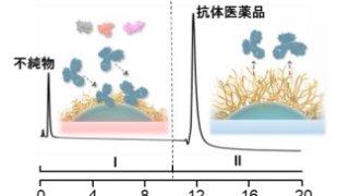 温度制御による抗体医薬品の精製方法を開発 ～抗体医薬品の活性維持・精製コスト削減～