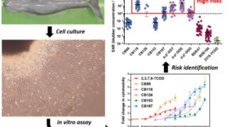 スナメリに蓄積する環境汚染物質が細胞死を誘発
