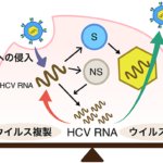 ウイルスは、インドア派? アウトドア派?