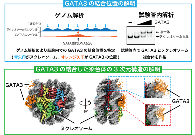 細胞の運命を司る転写因子GATA3のDNA結合メカニズムの解明―乳がんなどの疾患の原因解明への糸口に―
