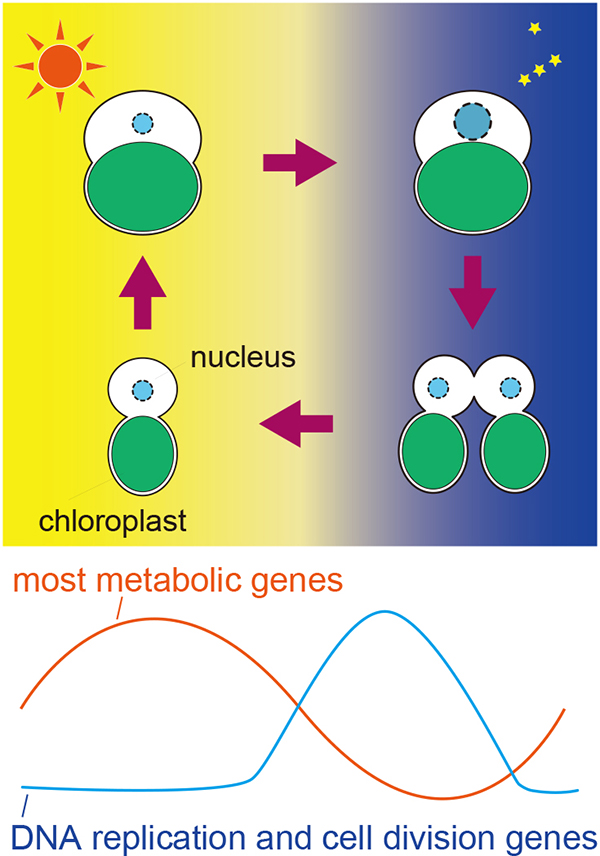 真核光合成生物の増殖機構の理解に向けた日周-細胞周期トランスクリプトームデータベースの構築