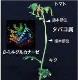 植物の接木が成立するメカニズムを解明～タバコ植物はいろいろな種の植物と接木できる～