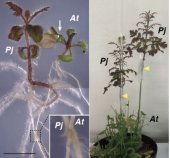 寄生植物が宿主植物に寄生する時に働く遺伝子を発見 ～植物の接木成立と共通するメカニズム～