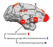 霊⻑類において動機付け⾏動に関わる投射経路の機能を解明