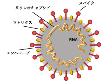 新型コロナウイルスを検出する「超高感度抗原検査法」を開発
