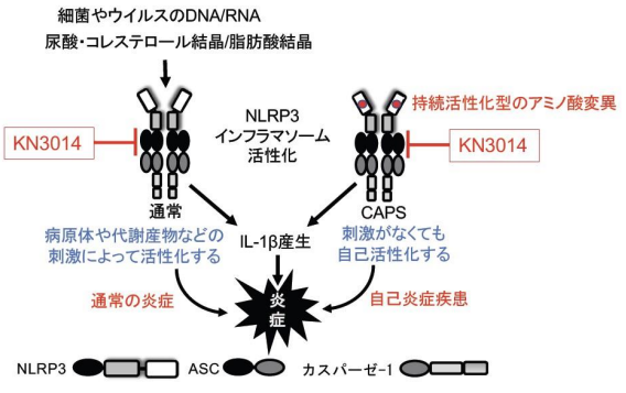 コムギ胚芽無細胞再構成系で稀少難病の治療薬候補を開発