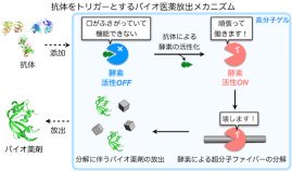 抗体に応答してバイオ医薬を自律的に放出する機能性ゲルを開発