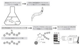 単⼀神経細胞クラスのプロテオミクス解析を実現～線⾍の神経細胞のプロテオームマップ構築に向けて～