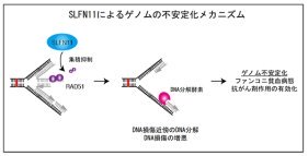 SLFN11遺伝子はゲノム分解を促進しゲノムを不安定化させることを解明