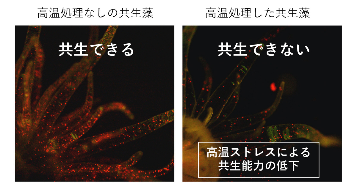 白化したサンゴの生死を決める新たな要因を発見 〜高温ストレスによる共生藻の共生能力の低下〜