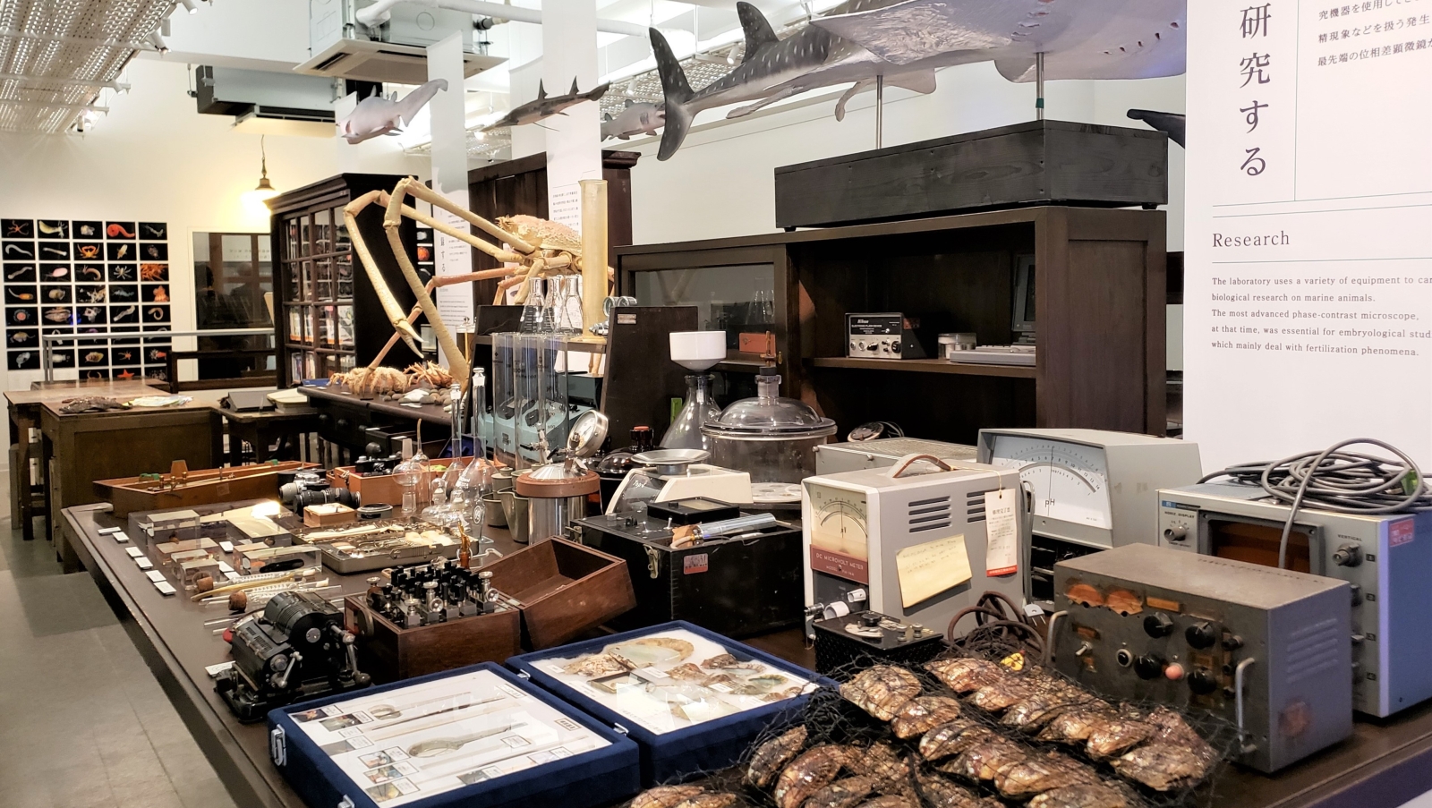 海洋生物研究で相模湾から世界へ三崎臨海実験所に展示室を備えた教育棟が完成