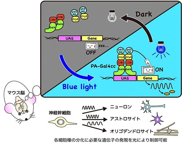 遺伝子発現を光で制御できる新技術を開発 ～発生・幹細胞研究への貢献に期待～