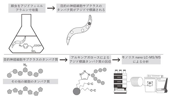 単⼀神経細胞クラスのプロテオミクス解析を実現～線⾍の神経細胞のプロテオームマップ構築に向けて～