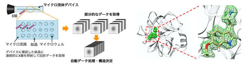 生体に近い室温条件でのタンパク質構造の測定法を開発～創薬候補化合物探索のスピードアップに期待～