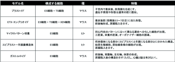試験管内で培養されるヒト多能性幹細胞由来の胚様構造体を用いた研究の倫理的課題を考察