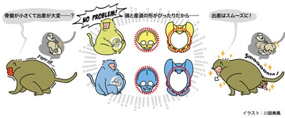 アカゲザルは母と子で「協力して」出産することを発見