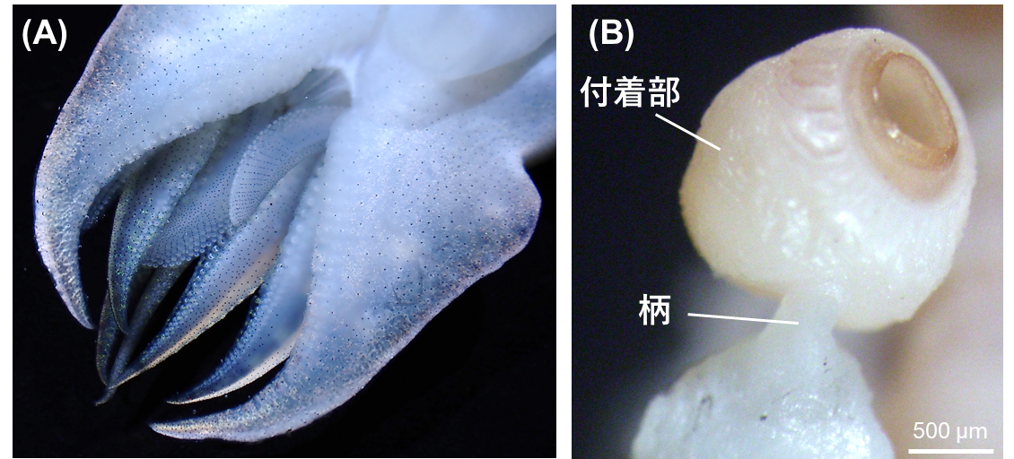 コウイカ類における吸盤形成パターンの解明