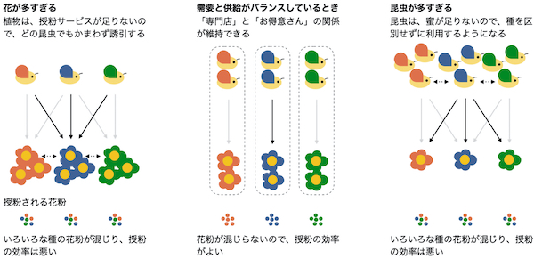 需要―供給バランスに依存する花と昆虫の取引のネットワークを解明～効率のよい取引を妨げる送粉のジレンマ