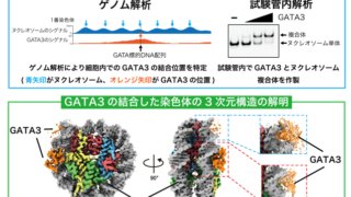 細胞の運命を司る転写因子GATA3のDNA結合メカニズムの解明―乳がんなどの疾患の原因解明への糸口に―