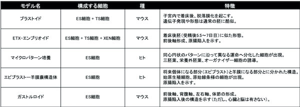 試験管内で培養されるヒト多能性幹細胞由来の胚様構造体を用いた研究の倫理的課題を考察