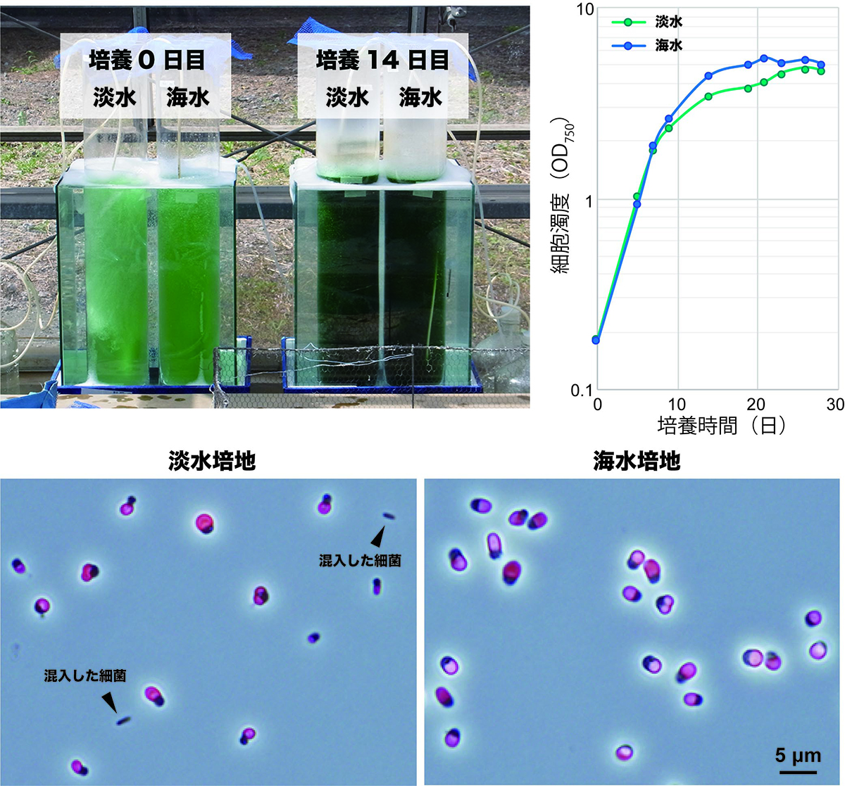 有用藻類を高塩濃度、酸性下で増やせ!～温泉に棲む有用微細藻類の海水を用いた屋外開放培養に成功～