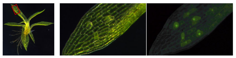 植物の新しい環境適応戦略の発見 〜DNA損傷による幹細胞化〜