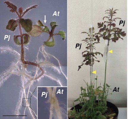 寄生植物が宿主植物に寄生する時に働く遺伝子を発見 ～植物の接木成立と共通するメカニズム～