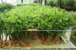 土を使わずミスト散水でさし穂を発根させる手法を開発（特許取得）