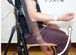 人間と機械の協調的な運動の設計に有用な手がかりを発見