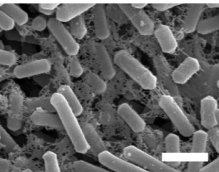 温度に応答して自らを保護する食中毒細菌集団