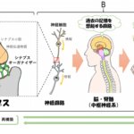 途切れた神経回路を再びつなぐ人工シナプスコネクターを開発 途切れた神経回路を再びつなぐ人工シナプスコネクターを開発