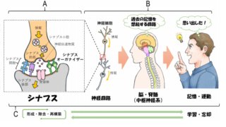 途切れた神経回路を再びつなぐ人工シナプスコネクターを開発